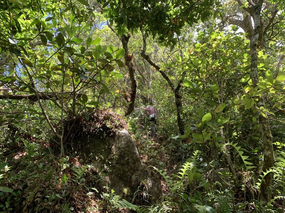Hiking in cloud forest, Piedra de Lino, Boquete