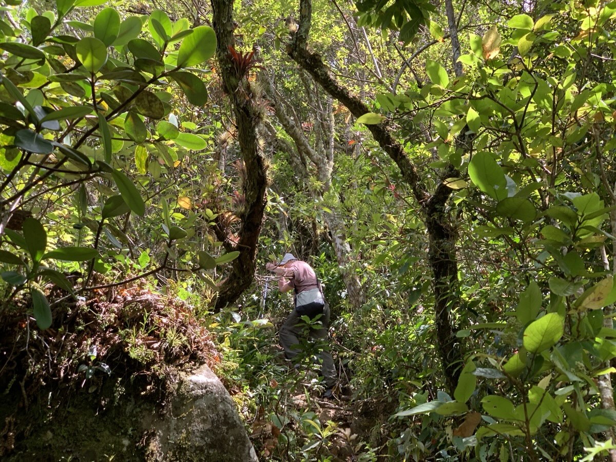 Sendero La Piedra de Lino Boquete
