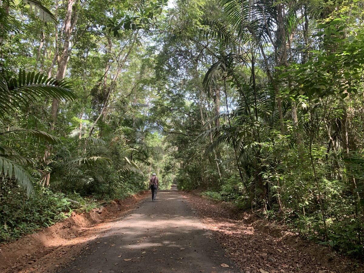 Bird watching/listening on Pipeline Road, Gamboa