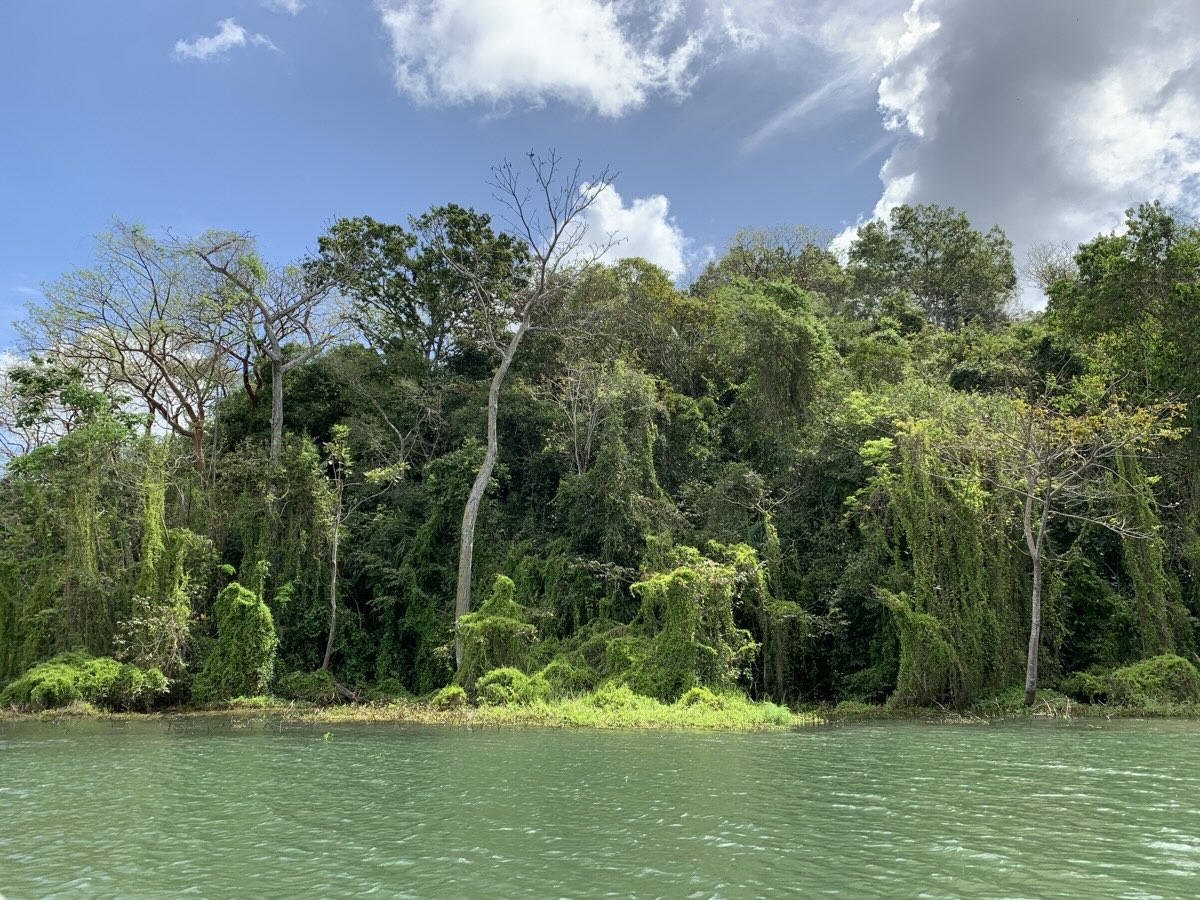 Tropical jungle, Lake Gatun, Gamboa