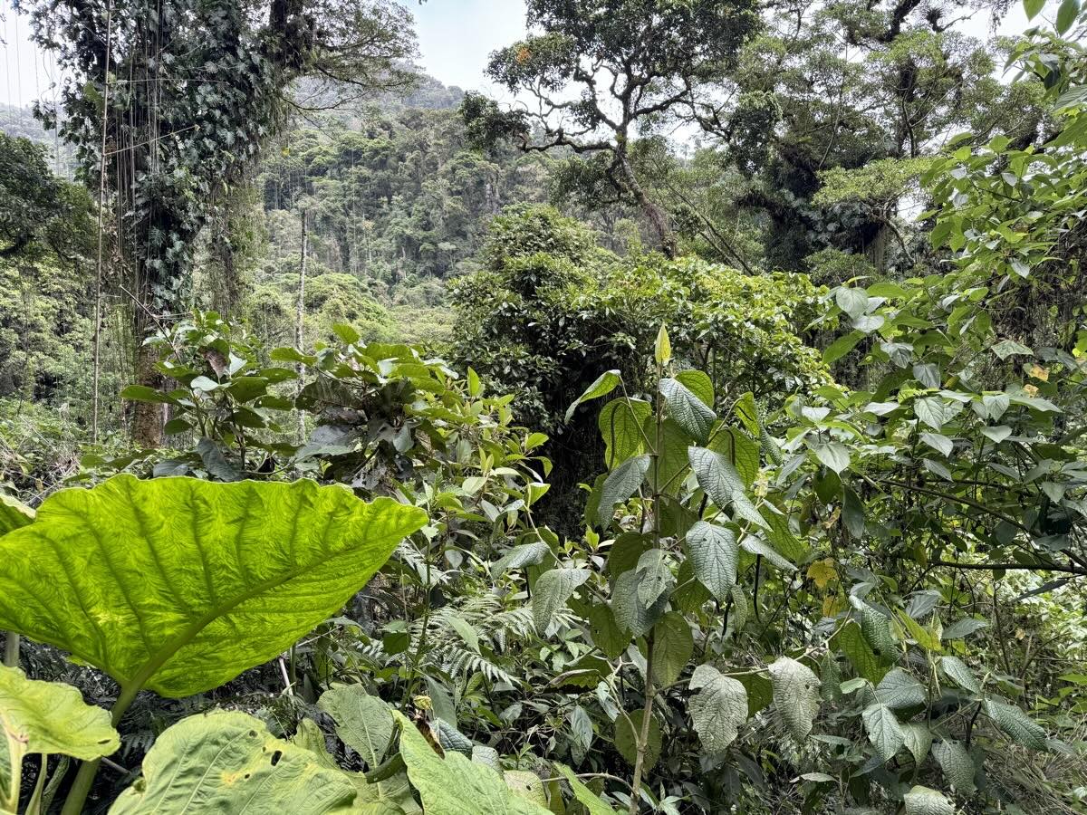 Cloud forest Sendero Los Quetzales, Boquete