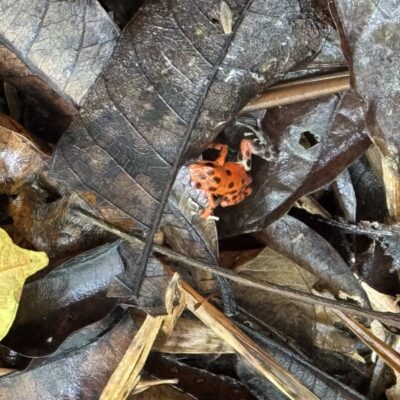 Red frog Bastimentos