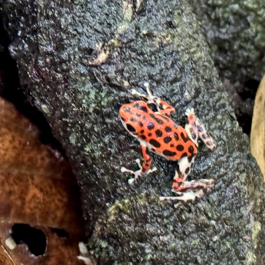 Red frog, Basimentos