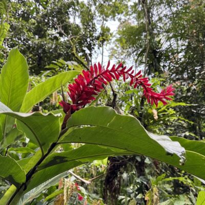 Red ginger Bastimentos