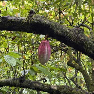 Cacao pod Bastimentos