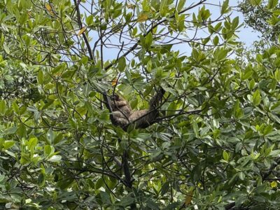 Three-toed sloth Bastimentos