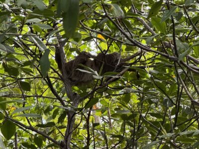 Two-toed sloth Bastimentos