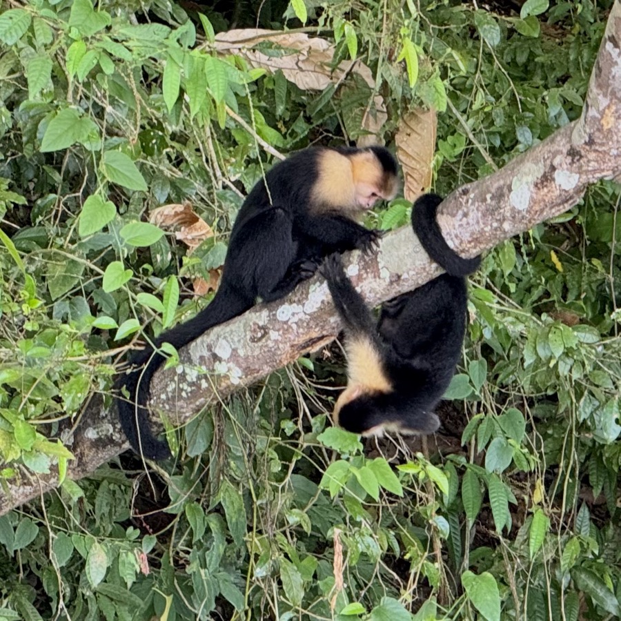 Capuchins, Gatun Lake, Gamboa
