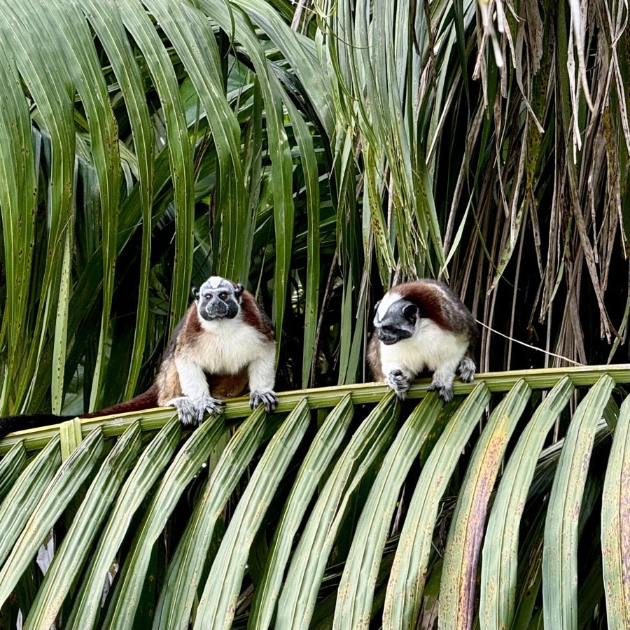 Tamarins, Gatun Lake, Gamboa